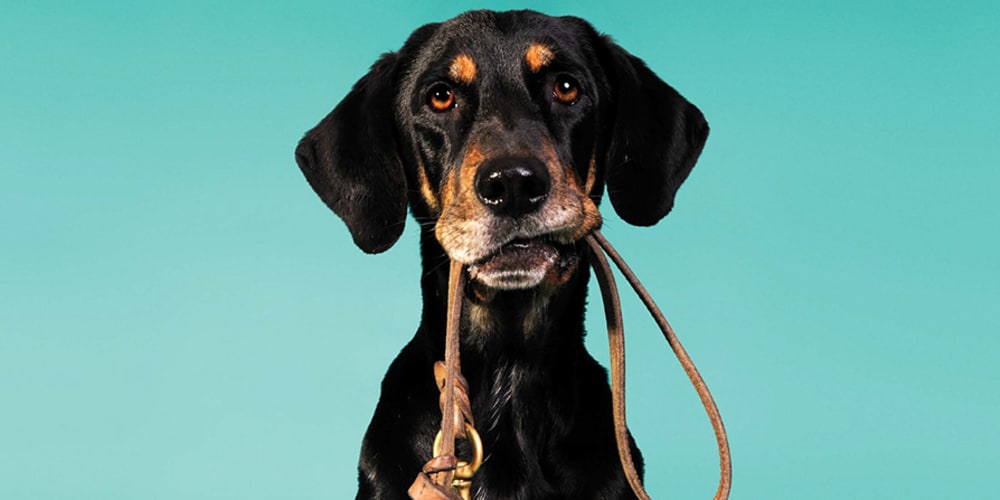 Dog Park & Services